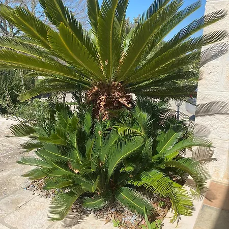 Il Boschetto Holiday home *